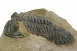 Detailed Hollardops Trilobite - Foum Zguid, Morocco #363170-2